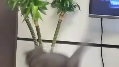 funny clip animals