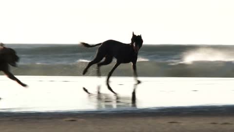 Three Friendly Dogs Playing On Ocean Beach