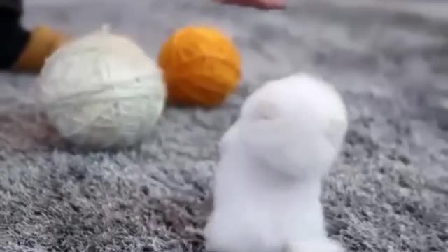 The Cutest Cat Ever on Internet