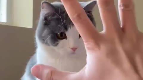Funny Cats and Kittens