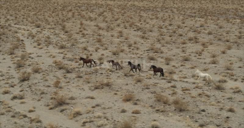 Wild Horses in the desert