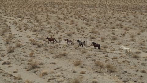Wild Horses in the desert