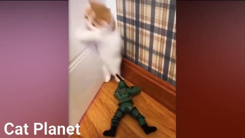 Gatos engraçados - Funy Cats