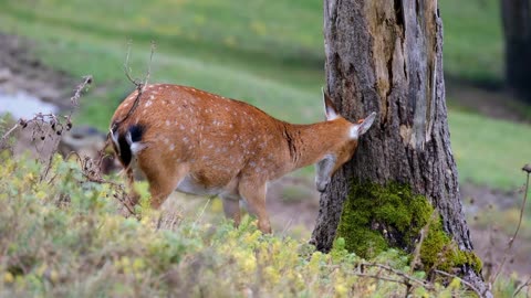 Deer.