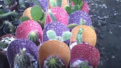 Vários cactos em pequenos vasos na floricultura, cada um mais bonito que o outro [Nature & Animals]