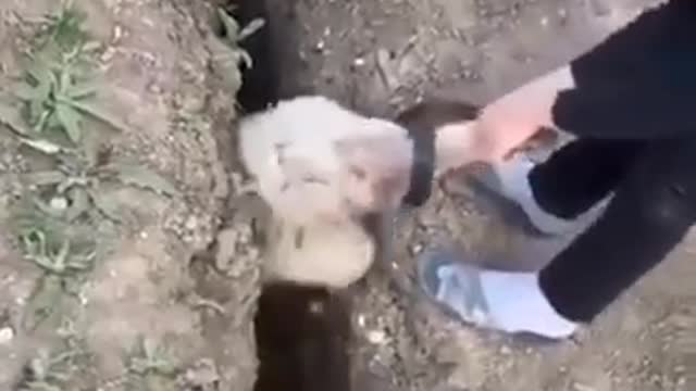 A sheep comes out of a hole to fall into it again