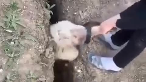 A sheep comes out of a hole to fall into it again