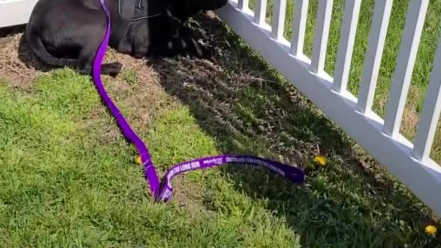 Frightened Dog Who Melted Into The Floor Plays For The First Time