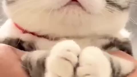 So lovely cat adorable 🥰