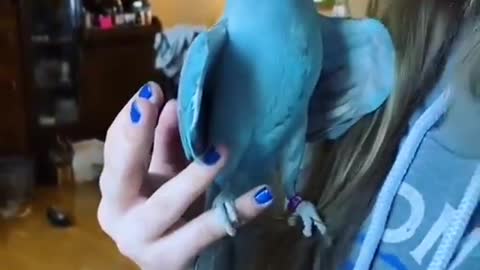 funny parrot say "what are you doing"
