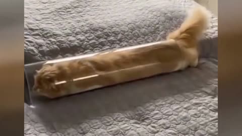 Funny Cat | Trainig
