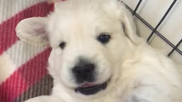 Adorable 3 1/2 week old Golden Retriever puppy