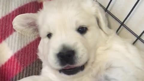 Adorable 3 1/2 week old Golden Retriever puppy