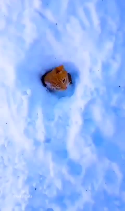 Damn.. Now that we finally finished our Gang Iglo, "Al Catone" could not hold it and farted inside..