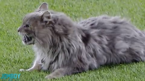 Cat on the field, love