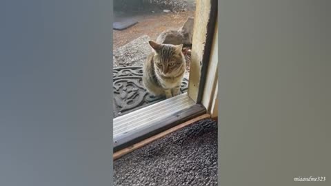 Funny Animals 10