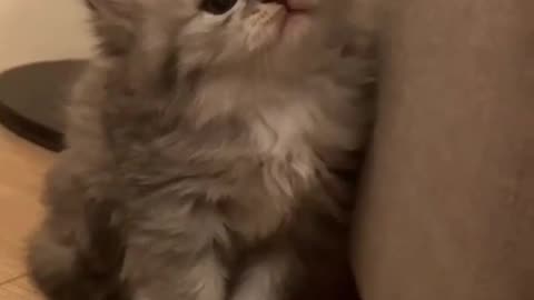 Funny animal videos | Cute animal videos | Funny dog&cat videos | Hilarious pet videos #5