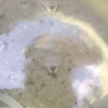 Keep sandfleas alive easier