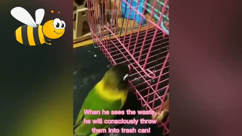 The clever parrot and the stupid 2021