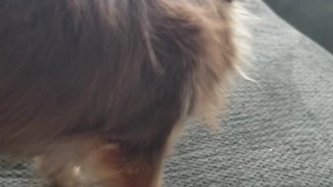 Whats my dog doing