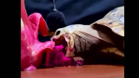 satisfying video