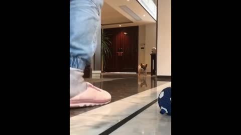 cute little dog playing football