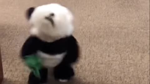 Cute animals funny videos