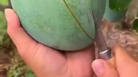 Mangi shirt video