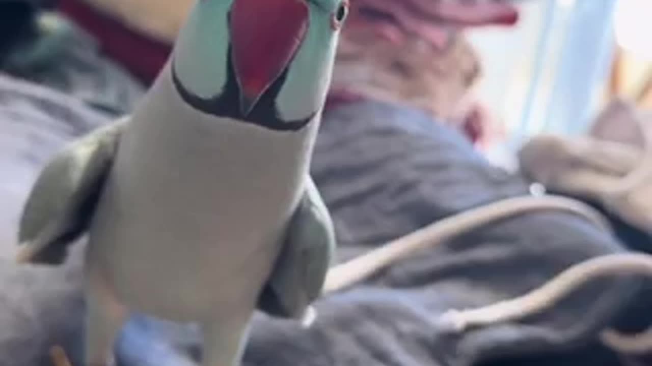 Beautiful tia bird 🐦 trending video