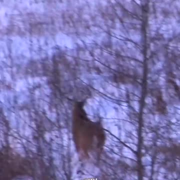 Buck_Down!__Where_to_Shoot_a_Deer____Hunting_Tips_#shorts_#hunting(720p)