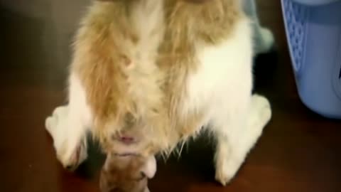 Street cat giving birth!!