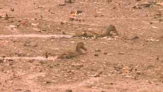 Ducks struggle to swim in ash-filled lake due to nearby Creek Fire