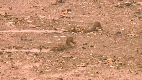 Ducks struggle to swim in ash-filled lake due to nearby Creek Fire