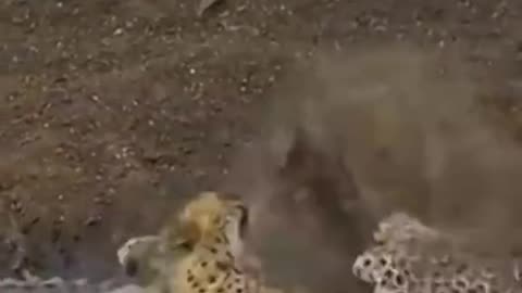 When drinking water ends u in crock mouth