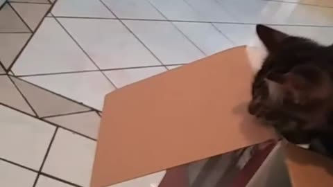 Cat throws himself into box