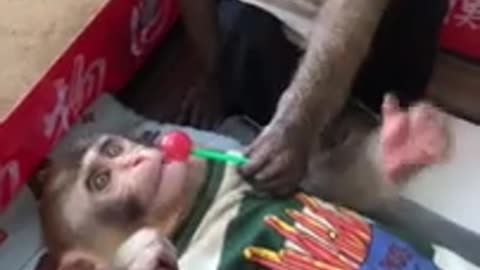 Baby monkeys love each other