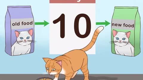 How Change Cat Food