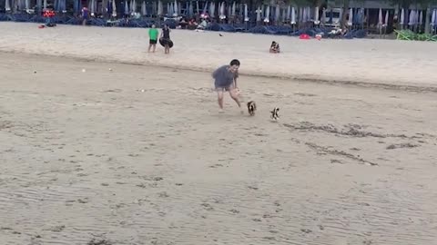 Birds Ride on Backs of Little Dogs