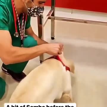 Dog vaccination. without pain. A clever trick in the veterinary clinic. Watch to learn