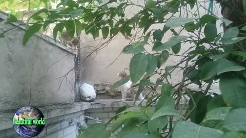 Kitten is playing with his mother | Kitten | baby cat