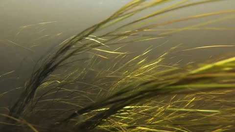 Underwater