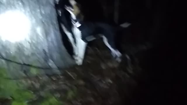 Coonhunting molly and Dixie