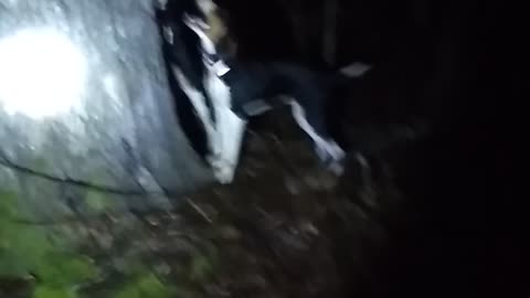 Coonhunting molly and Dixie