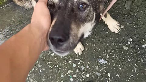 Lendi/street dog stunts