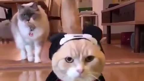 Why u do dis hooman?