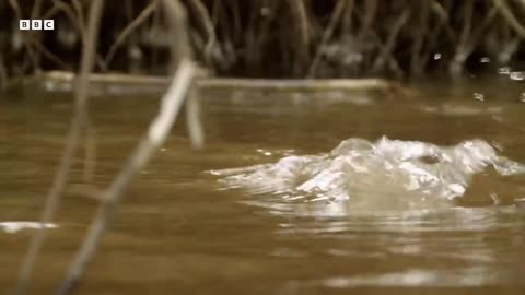 Giant Otter Pups Learn Toilet Etiquette Animal Babies BBC Earth