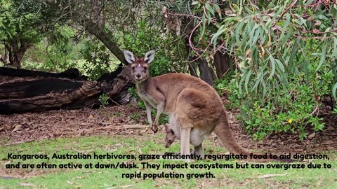 Kangaroo Chronicles