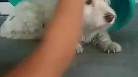 Pet hiding herself inside tub