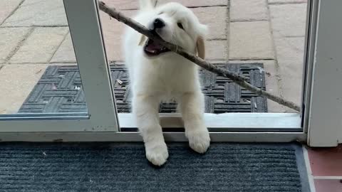 Puppy Struggles to Bring Stick Inside