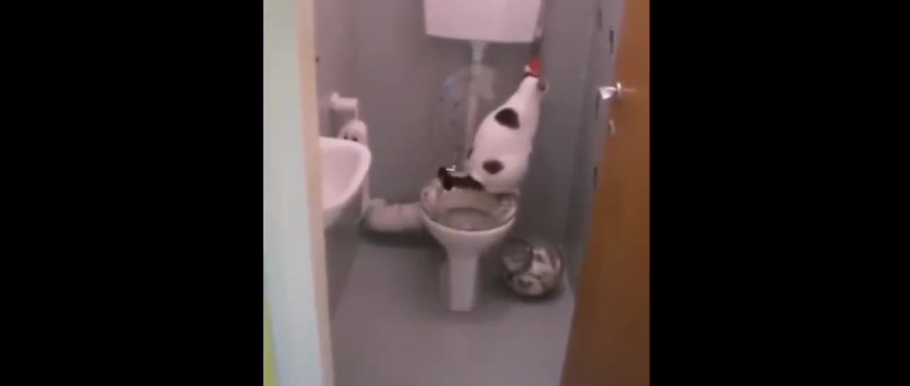 cat using toilet training funny videos Don't miss